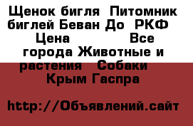 Щенок бигля. Питомник биглей Беван-До (РКФ) › Цена ­ 20 000 - Все города Животные и растения » Собаки   . Крым,Гаспра